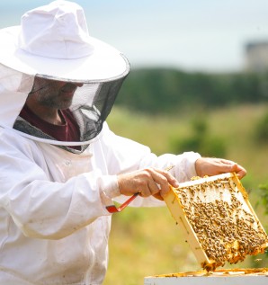 Honey producers