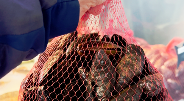 FRESH ISLAND MUSSELS