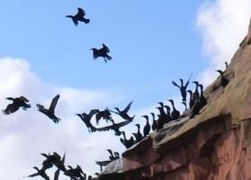 Birdwatching Tourisme îles De La Madeleine