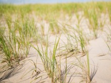 Atelier de plantation de foin de dune