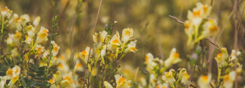 fleurs dans un champ